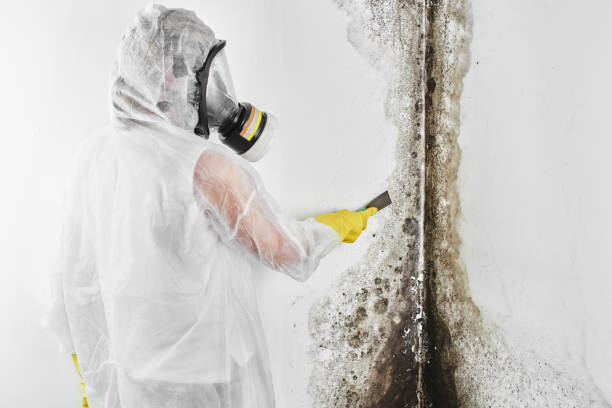 Best Attic Mold Remediation in Piednt, MO