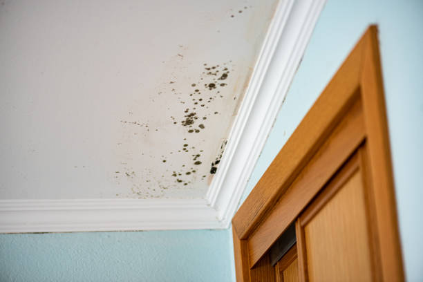 Best White Mold Remediation in Piednt, MO