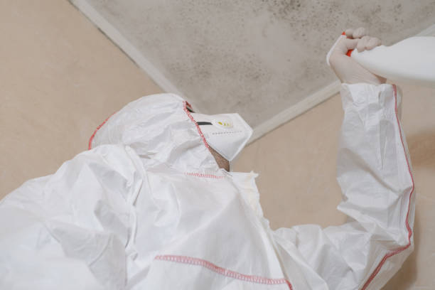 Best Health and Safety Mold Remediation in Piednt, MO